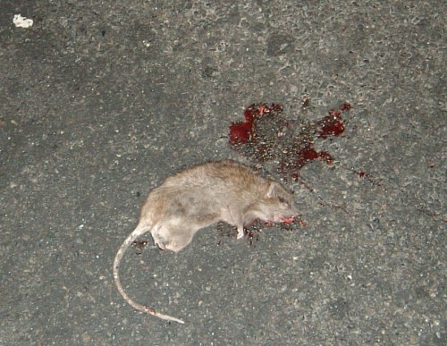 randy the rat