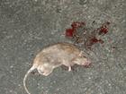 randy the rat
