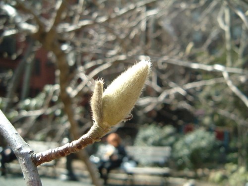 spring