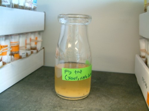 today i found out the secret to trapping flies!