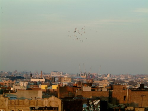 homing pigeons