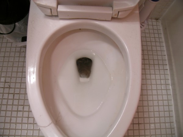 after a lot of flushes i have to admit...