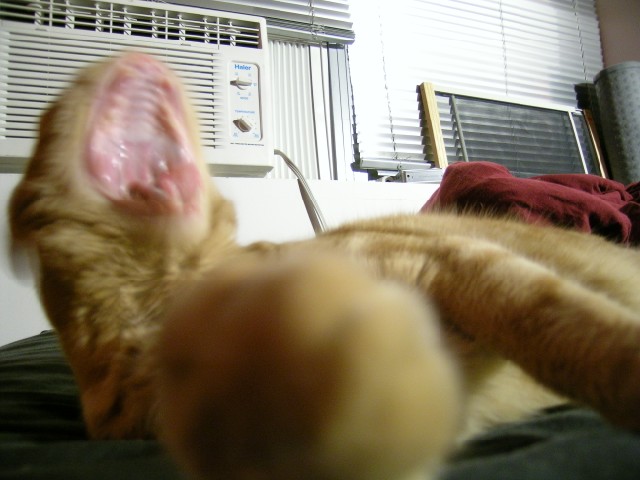 cuddly carnivore
