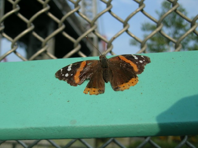 butterfly