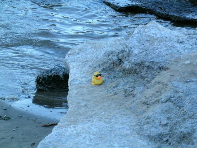 cool ducky