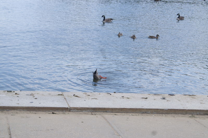 duck