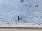 duck