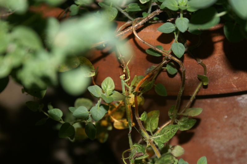 camouflaged