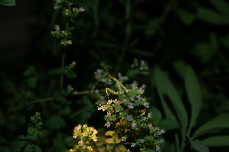 photogenic pest control