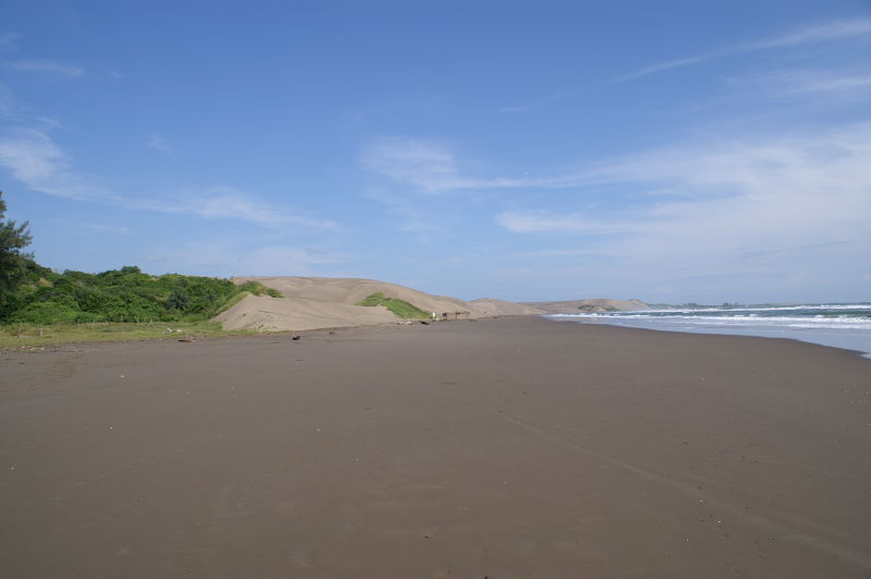 Chachalacas