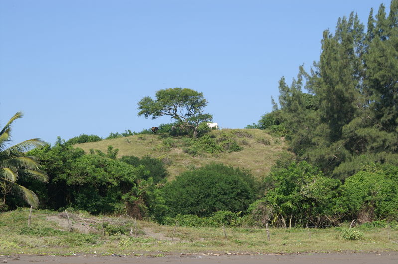 Chachalacas