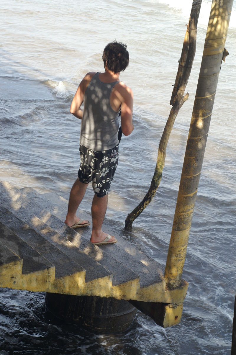 Chachalacas