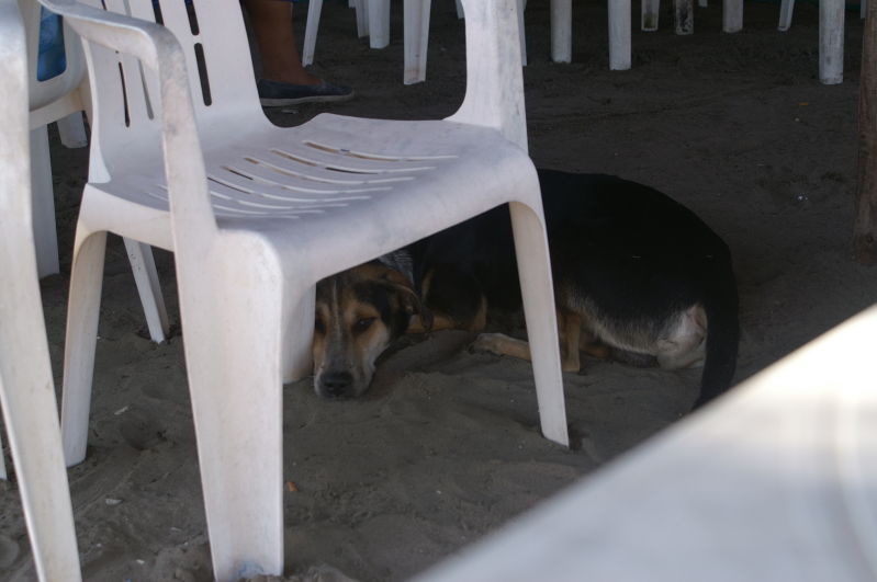 Chachalacas