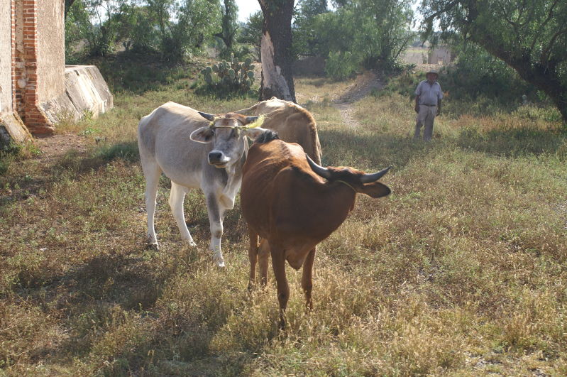 Mineral de Pozos