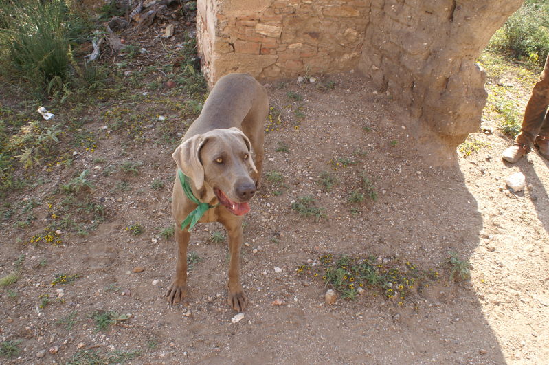 Mineral de Pozos
