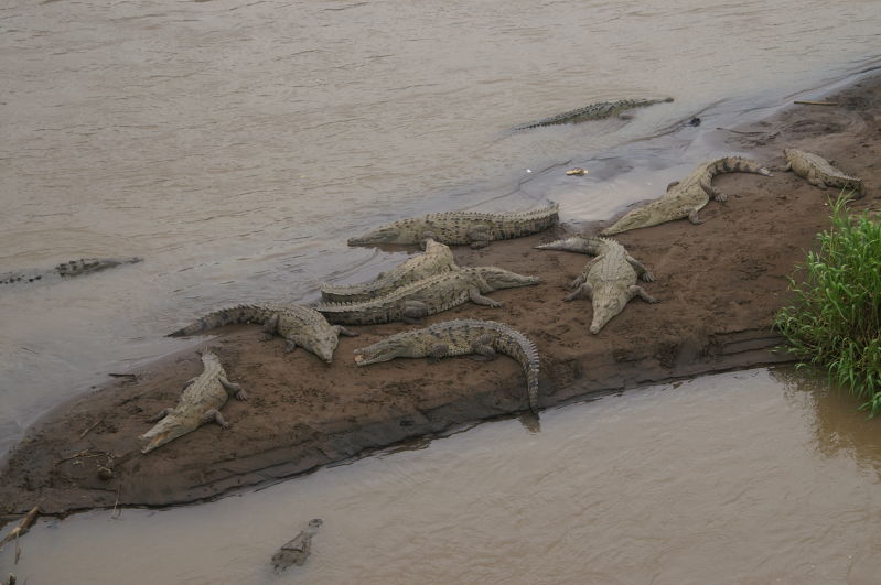 fat, lazy, big-ass crocodiles