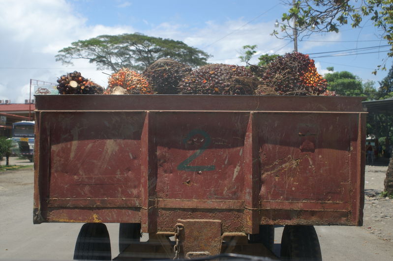 african palm fruit
